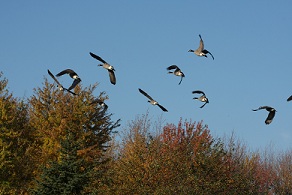 Canada geese during migration season
