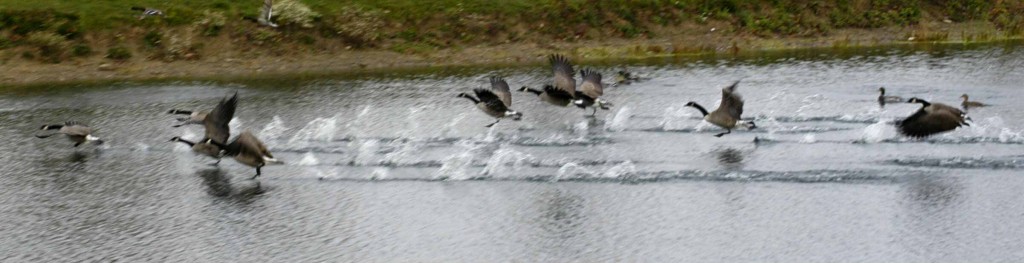 Canada geese migration patterns