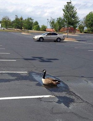 Issues with Canada geese in parking lots