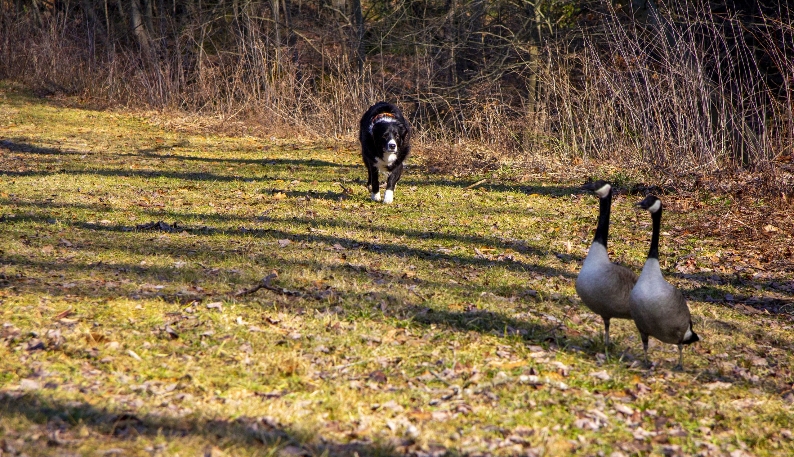 Border collies are perceived as predatores