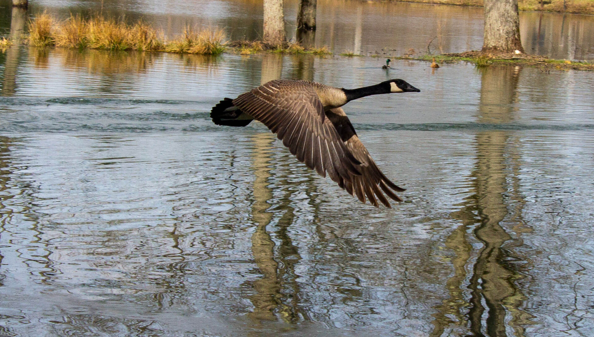 Flying geese can cause damage to airplanes