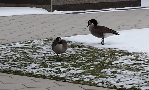 Get rid of canadian geese in winter